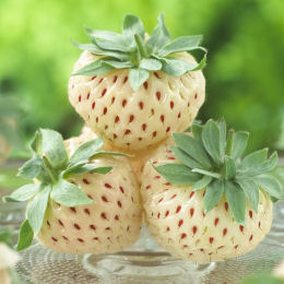 Morangueiro 'Pineberry', Morango branco-Ananas